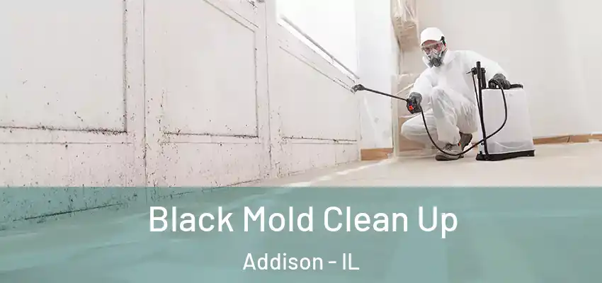  Black Mold Clean Up Addison - IL