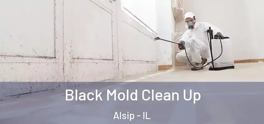  Black Mold Clean Up Alsip - IL