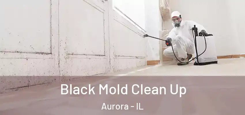  Black Mold Clean Up Aurora - IL