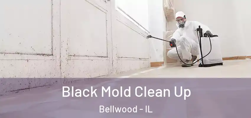 Black Mold Clean Up Bellwood - IL