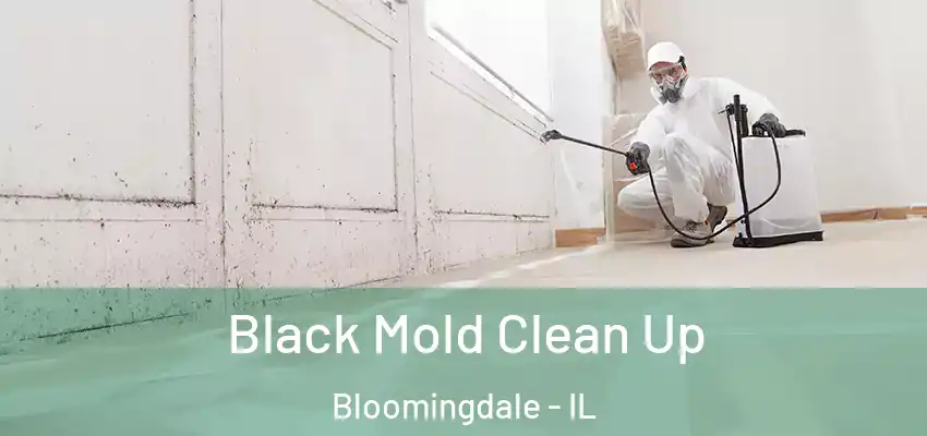 Black Mold Clean Up Bloomingdale - IL