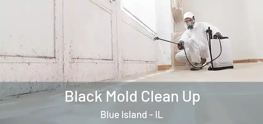  Black Mold Clean Up Blue Island - IL