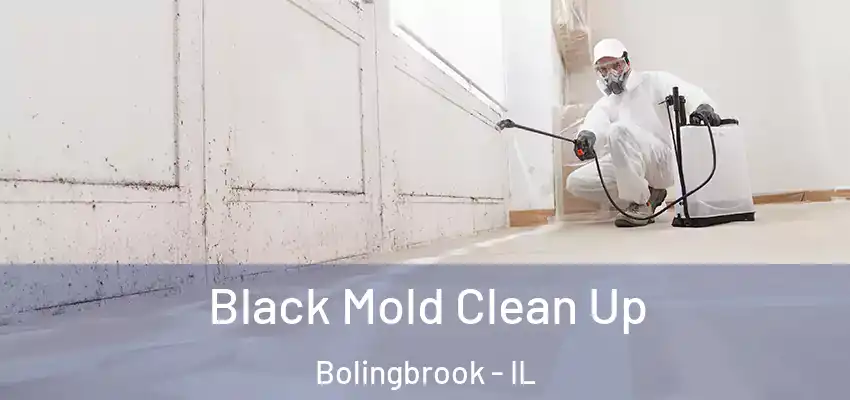  Black Mold Clean Up Bolingbrook - IL