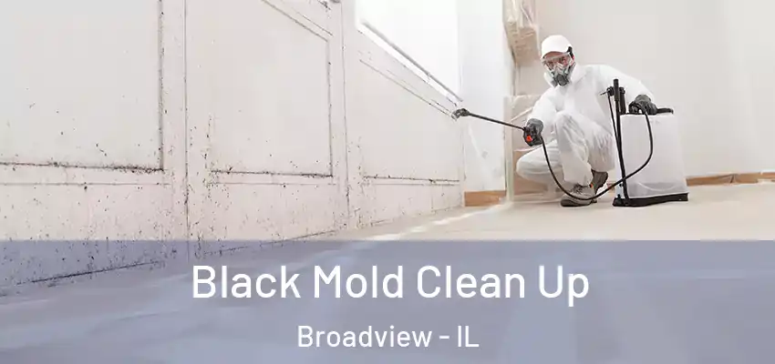  Black Mold Clean Up Broadview - IL