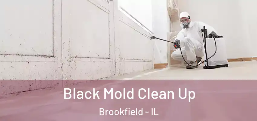  Black Mold Clean Up Brookfield - IL