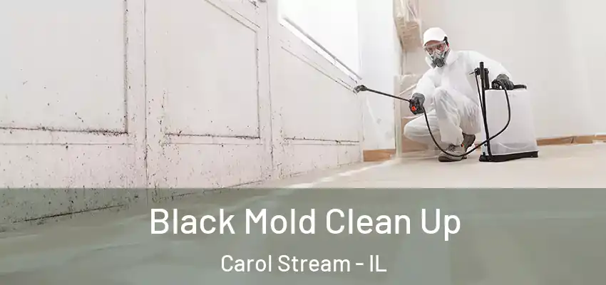  Black Mold Clean Up Carol Stream - IL