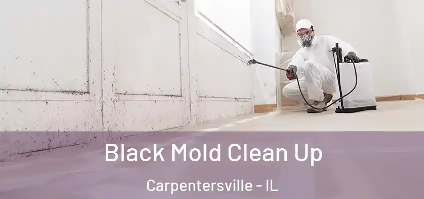  Black Mold Clean Up Carpentersville - IL