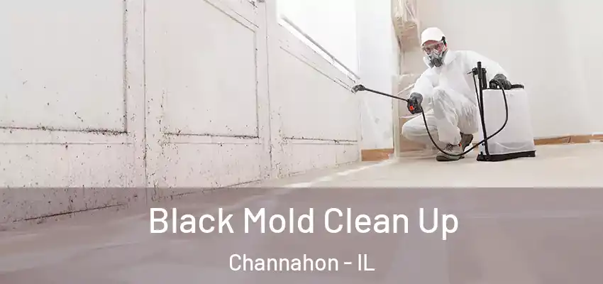  Black Mold Clean Up Channahon - IL