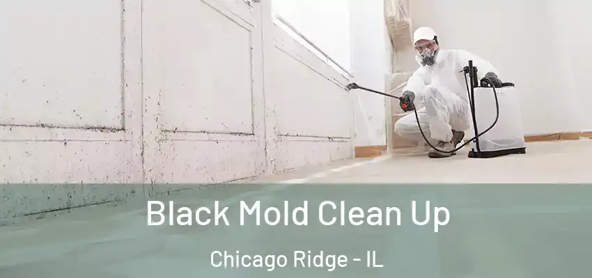  Black Mold Clean Up Chicago Ridge - IL