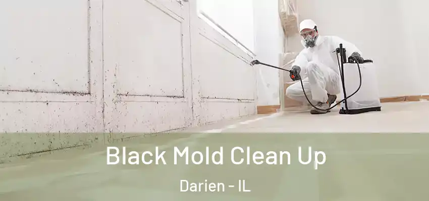  Black Mold Clean Up Darien - IL