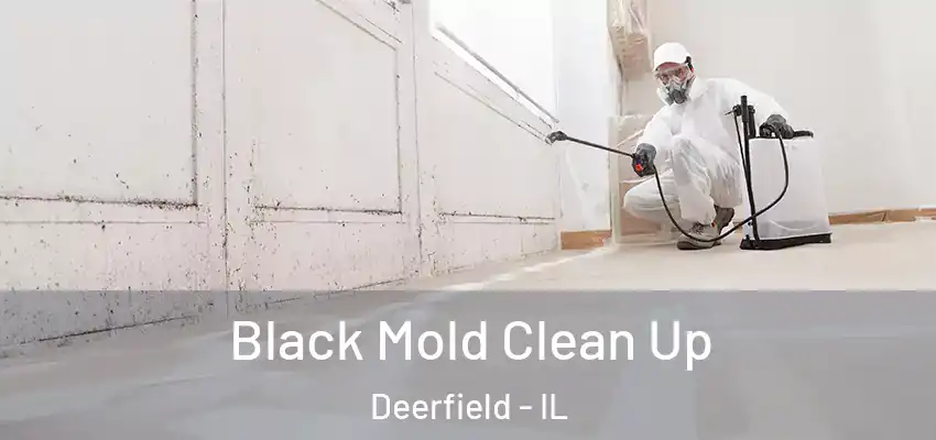 Black Mold Clean Up Deerfield - IL