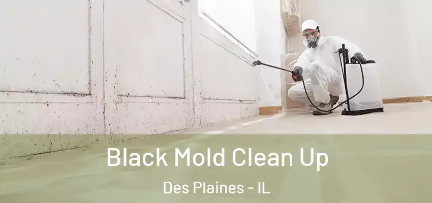  Black Mold Clean Up Des Plaines - IL