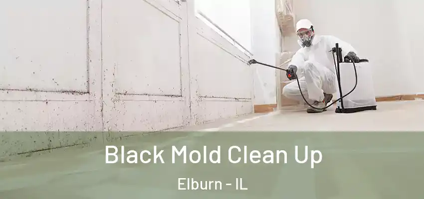  Black Mold Clean Up Elburn - IL