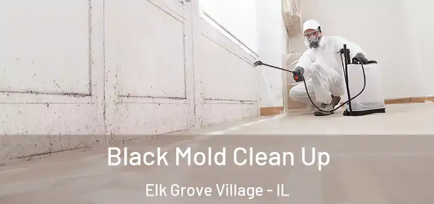  Black Mold Clean Up Elk Grove Village - IL