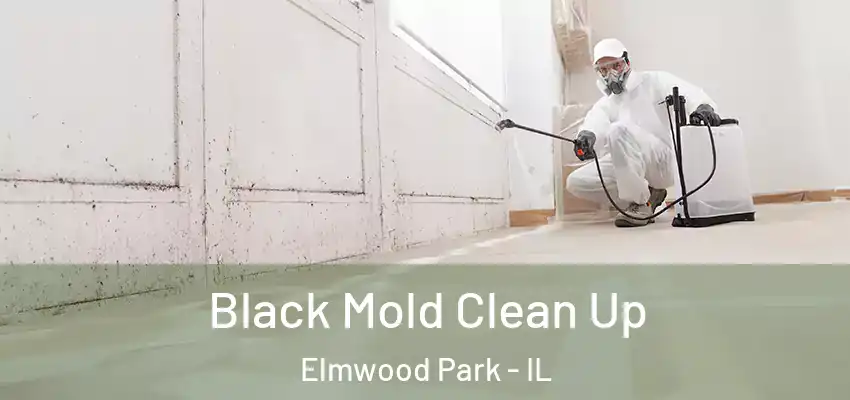  Black Mold Clean Up Elmwood Park - IL