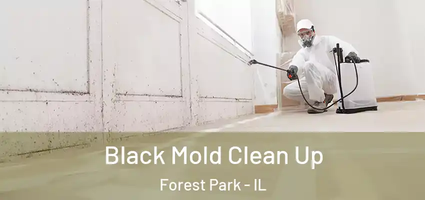 Black Mold Clean Up Forest Park - IL