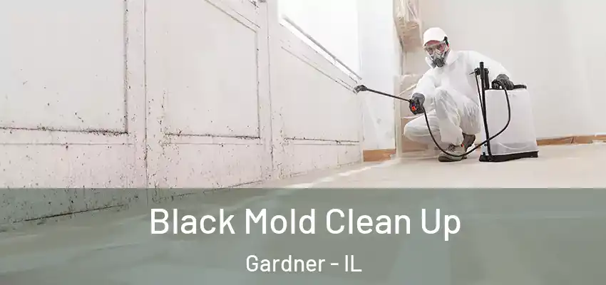  Black Mold Clean Up Gardner - IL