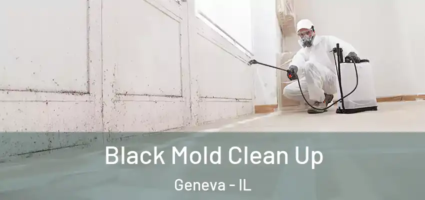  Black Mold Clean Up Geneva - IL