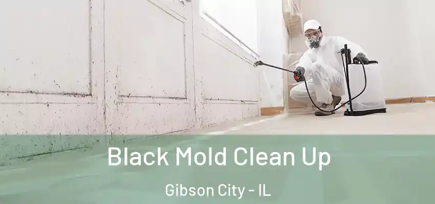  Black Mold Clean Up Gibson City - IL