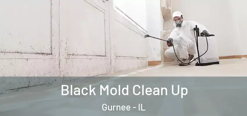  Black Mold Clean Up Gurnee - IL