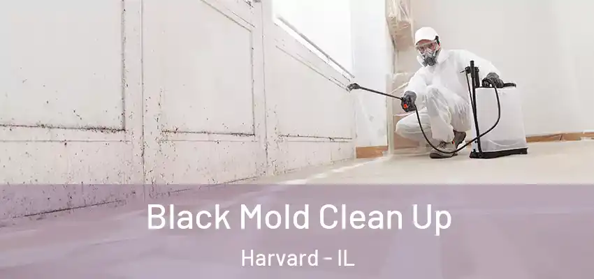  Black Mold Clean Up Harvard - IL