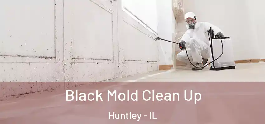  Black Mold Clean Up Huntley - IL