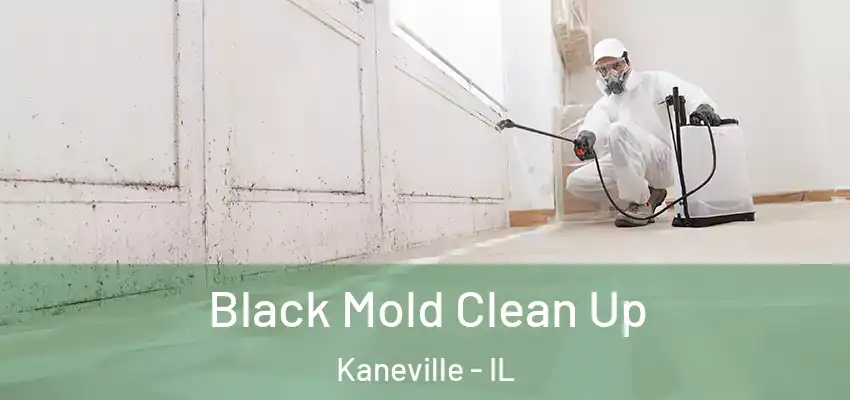 Black Mold Clean Up Kaneville - IL