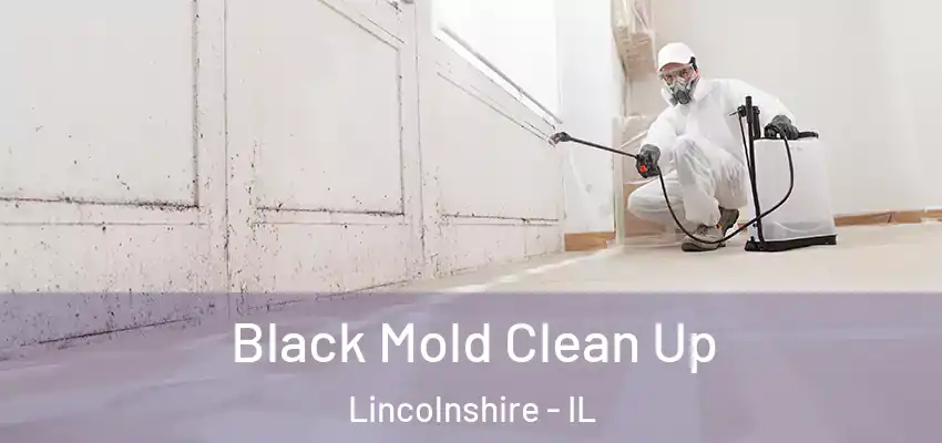  Black Mold Clean Up Lincolnshire - IL