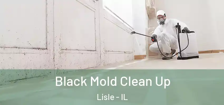  Black Mold Clean Up Lisle - IL