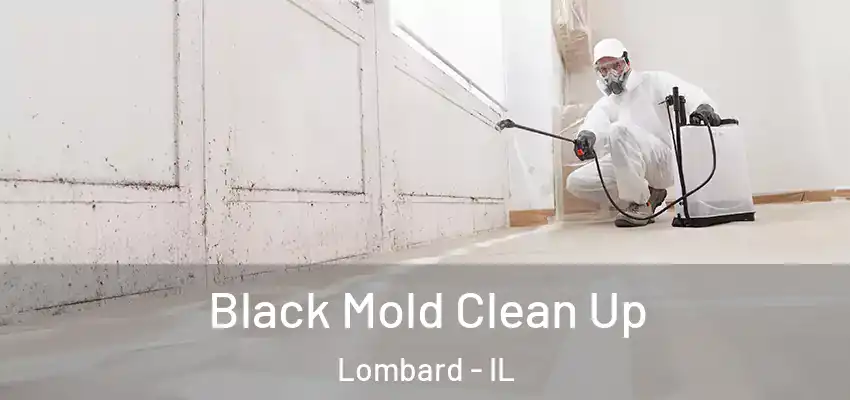  Black Mold Clean Up Lombard - IL
