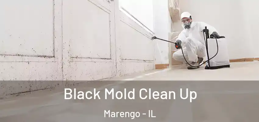 Black Mold Clean Up Marengo - IL