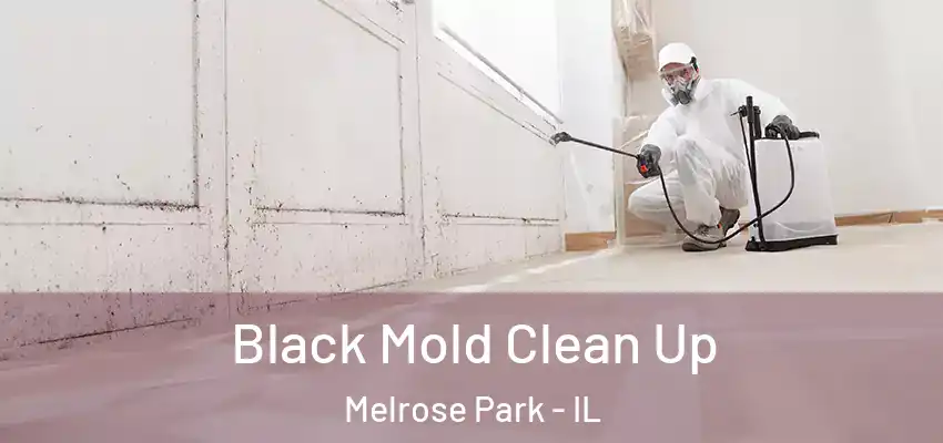  Black Mold Clean Up Melrose Park - IL