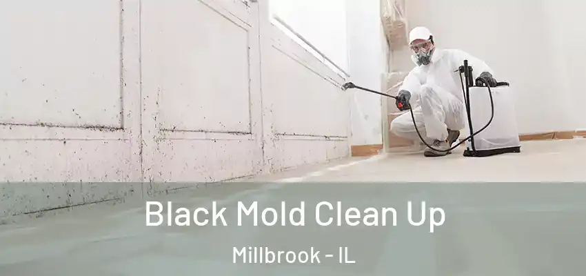  Black Mold Clean Up Millbrook - IL