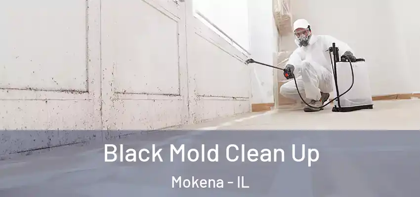  Black Mold Clean Up Mokena - IL