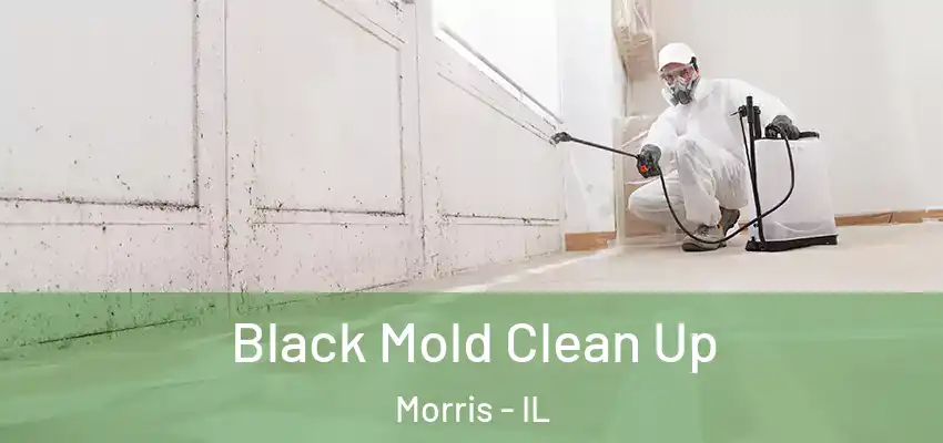  Black Mold Clean Up Morris - IL