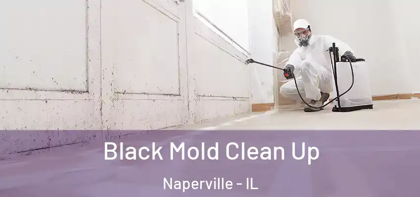  Black Mold Clean Up Naperville - IL