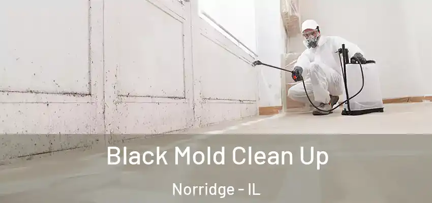  Black Mold Clean Up Norridge - IL