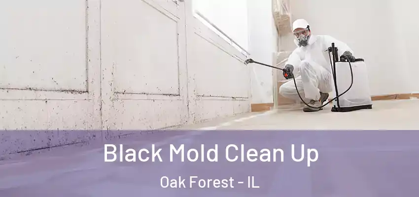  Black Mold Clean Up Oak Forest - IL