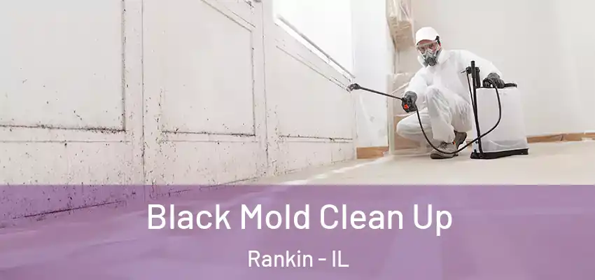  Black Mold Clean Up Rankin - IL