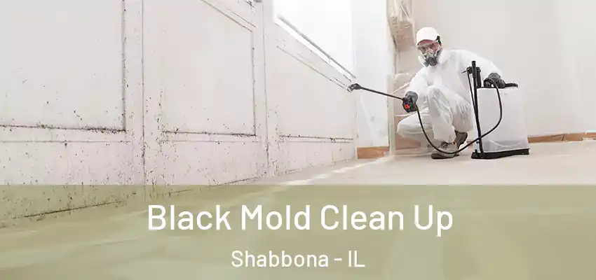 Black Mold Clean Up Shabbona - IL