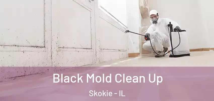  Black Mold Clean Up Skokie - IL