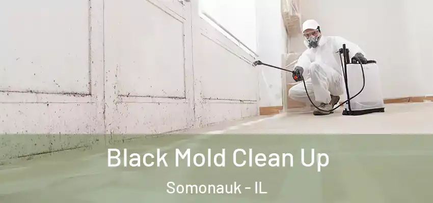  Black Mold Clean Up Somonauk - IL