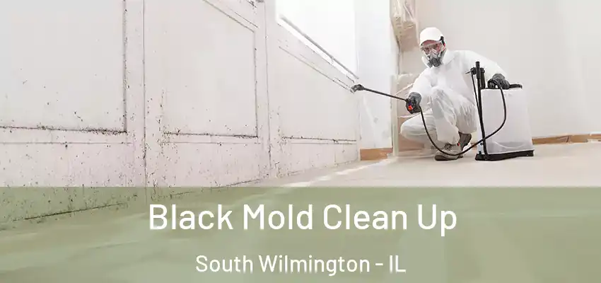 Black Mold Clean Up South Wilmington - IL