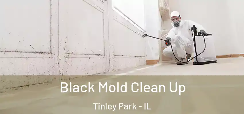  Black Mold Clean Up Tinley Park - IL