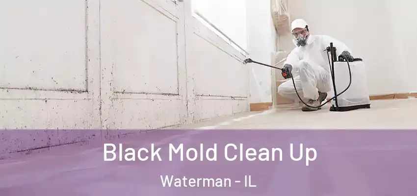 Black Mold Clean Up Waterman - IL