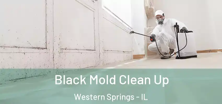  Black Mold Clean Up Western Springs - IL