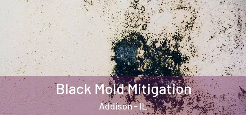  Black Mold Mitigation Addison - IL