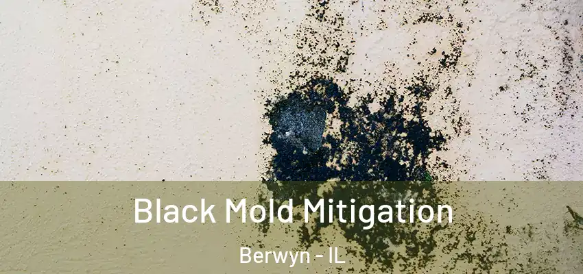  Black Mold Mitigation Berwyn - IL