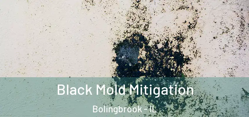  Black Mold Mitigation Bolingbrook - IL