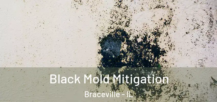  Black Mold Mitigation Braceville - IL